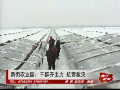 新街農業園:干群齊出力 抗雪救災