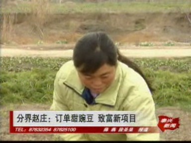 分界趙莊:定單甜豌豆 致富新項目