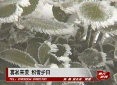 霧凇來襲 積雪護田