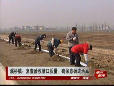 溪橋鎮:復查驗收塘口質量 確保意楊成活率