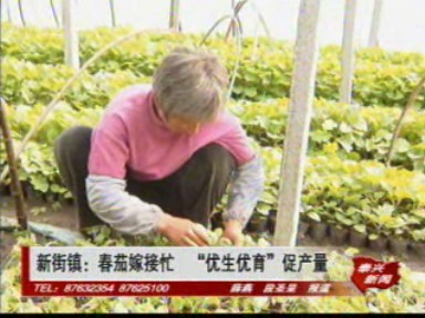 新街鎮:春茄嫁接忙 “優生優育”促產量
