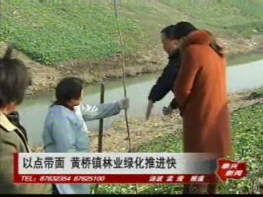 以點帶面 黃橋鎮林業綠化推進快