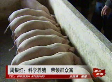周銀紅:科學養豬 帶領群眾富