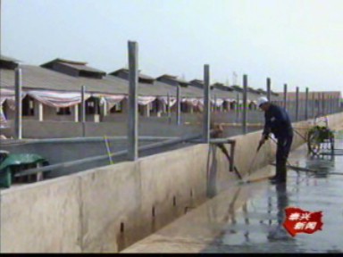 新街鎮建成全市最大的種鴨場