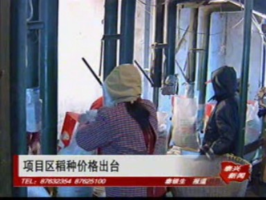 項目區稻種價格出臺