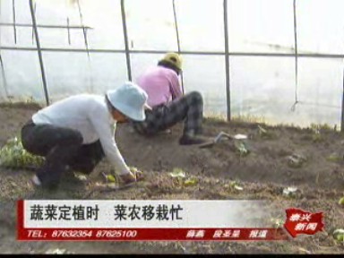 蔬菜定植時 菜農移栽忙