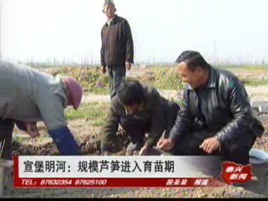 宣堡明河:規(guī)模蘆筍進(jìn)入育苗期