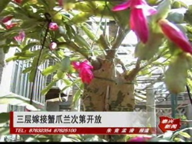 三層嫁接蟹爪蘭次第開放