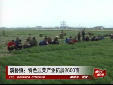 溪橋鎮:特色韭菜產業拓展2600畝