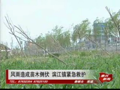 風雨造成苗木倒伏 濱江鎮(zhèn)緊急救護