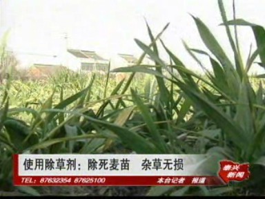 使用除草劑:除死麥苗 雜草無損