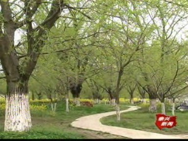 古銀杏森林公園建設如火如荼