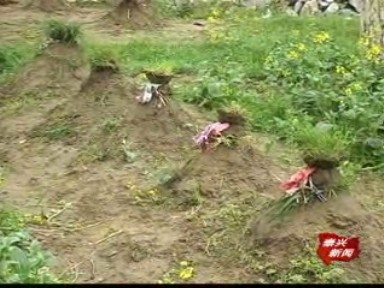 記者觀察:數百墳頭現景區 大煞風景