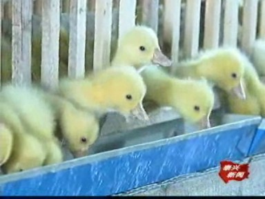 黃坍村:引導(dǎo)農(nóng)戶養(yǎng)鵝 拓展致富途徑