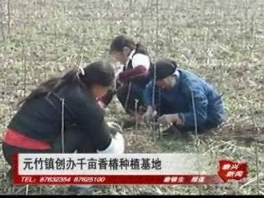 元竹鎮創辦千畝香椿種植基地