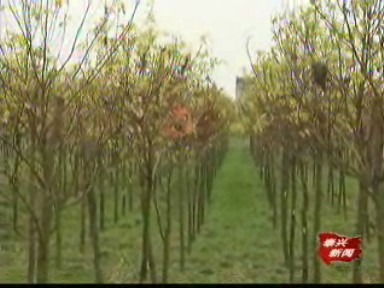 姚王鎮(zhèn)桑木村成立土地股份合作社