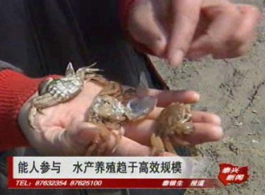 能人參與 水產(chǎn)養(yǎng)殖趨于高效規(guī)模