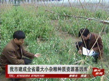 我市建成全省最大小雜糧種質(zhì)資源基因庫(kù)