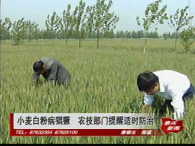 小麥白粉病猖獗 農(nóng)技部門提醒適時防治