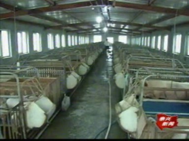 生豬獎勵政策到位 規模養殖升溫