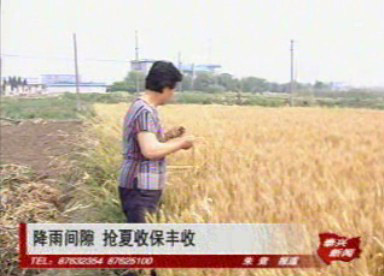 降雨間隙 搶夏收保豐收