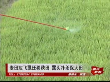 麥田灰飛虱遷移秧田 露頭撲殺保大田