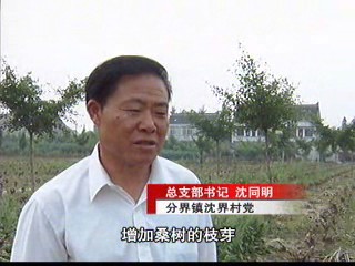 分界沈界村:養(yǎng)蠶量占全市四分之一