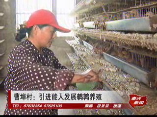 曹埠村:引進(jìn)能人發(fā)展鵪鶉養(yǎng)殖
