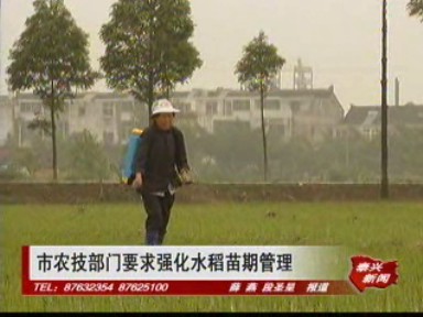 市農(nóng)技部門要求強(qiáng)化水稻苗期管理