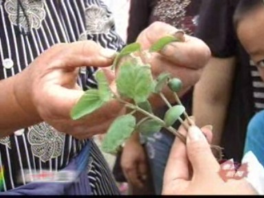 民情直通:用藥指導缺位 南勝村大片農作物遭“藥害”