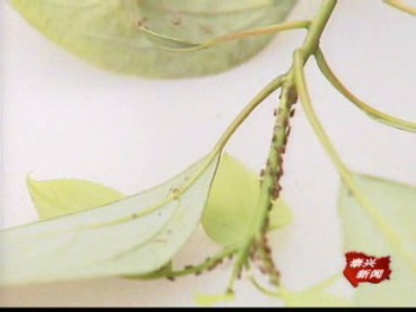 城區(qū)香樟突擊防治樟巢螟