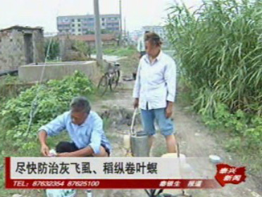 盡快防治灰飛虱、稻縱卷葉螟