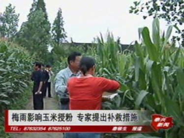 梅雨影響玉米授粉 專家提出補救措施