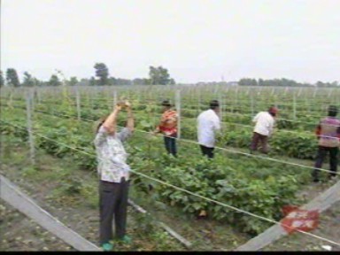 我市葡萄示范種植形成“葡萄串”效應