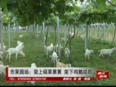 市果園場:架上碩果累累 架下雞鵝成群