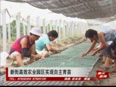 新街高效農(nóng)業(yè)園區(qū)實現(xiàn)自主育苗