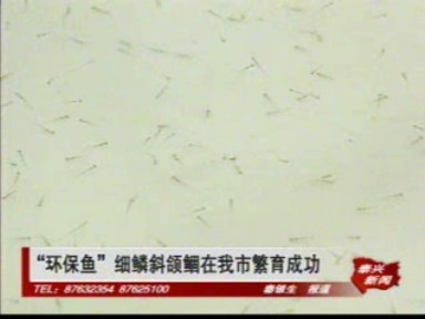 “環保魚”細鱗斜頜鲴在我市繁育成功