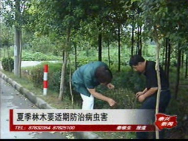 夏季林木要適期防治病蟲害