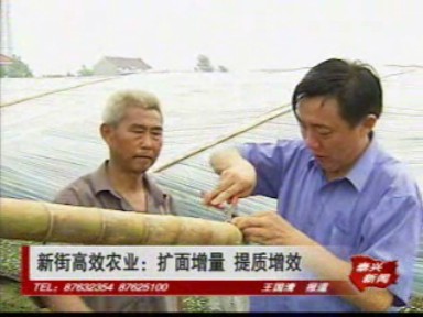 新街高效農業:擴面增量 提質增效