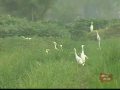 新聞特寫:溪美田間白鷺飛