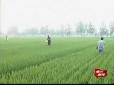 記者觀察:中稻高產(chǎn)進(jìn)入關(guān)鍵期 管理亟待加強(qiáng)