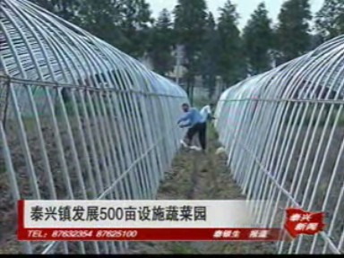 泰興鎮發展500畝設施蔬菜園
