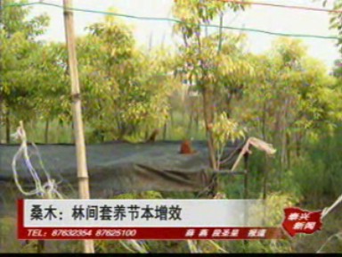 桑木:林間套養節本增效