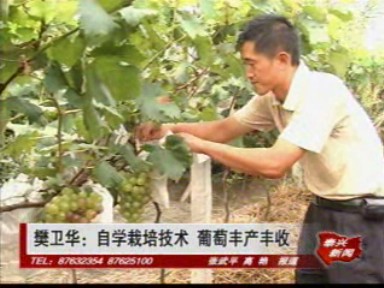 樊衛(wèi)華:自學栽培技術 葡萄豐產豐收