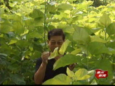 農(nóng)技提醒:慎防中秋蠶中毒