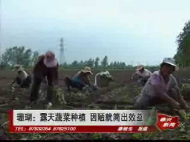 珊瑚:露天蔬菜種植 因陋就簡(jiǎn)出效益