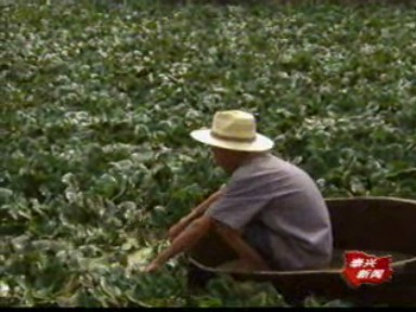 濱江鎮蔣港村整治環境促發展