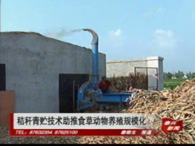秸稈青貯技術助推食草動物養殖規模化