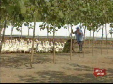 周兵:種養(yǎng)結(jié)合建造綠色生態(tài)農(nóng)莊