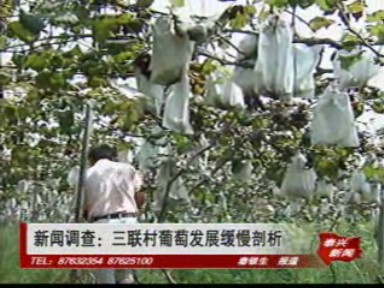 新聞?wù){(diào)查:三聯(lián)村葡萄發(fā)展緩慢剖析